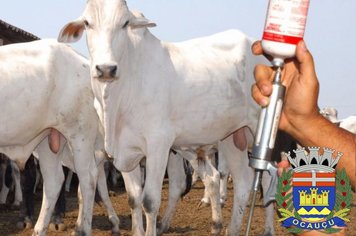 Vacinação Contra a Febre Aftosa 